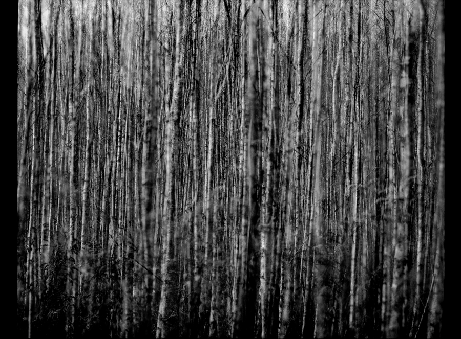 Birch Trees