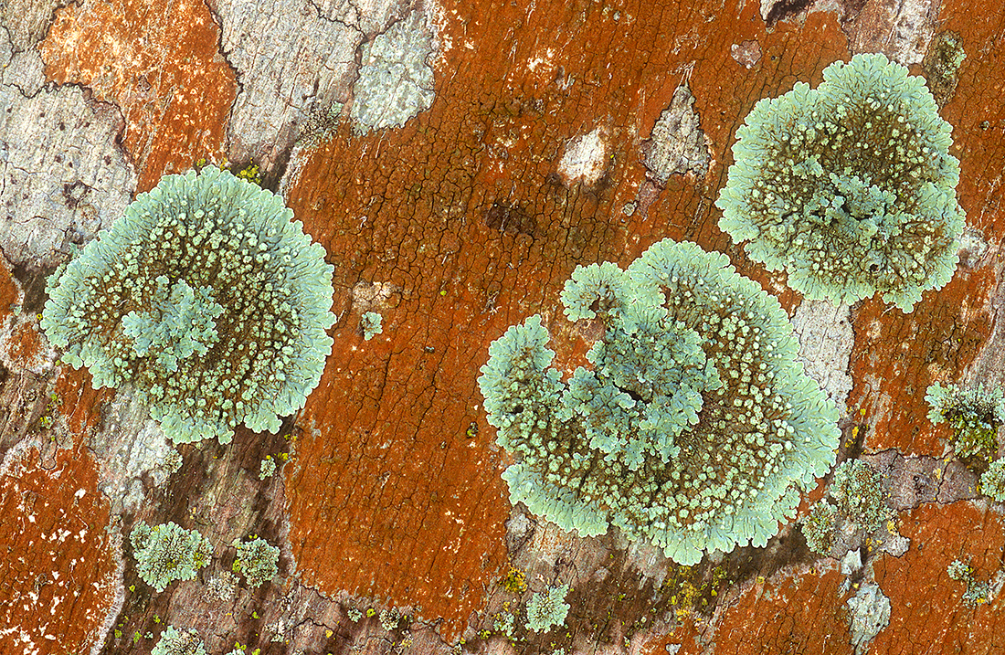 Lichens on Palm Trees