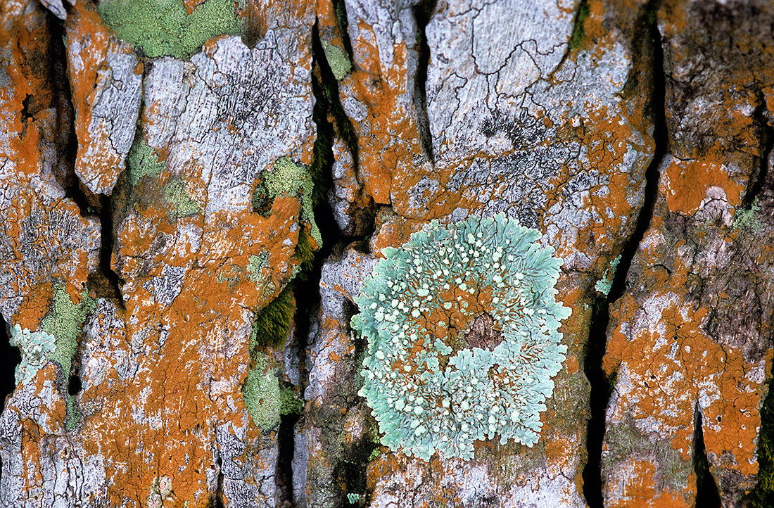 Lichens on Palm Trees