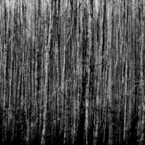 Birch Trees