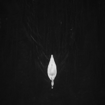 Swanlake