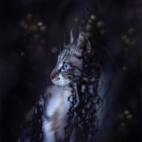 Hunter in the blue marguerites