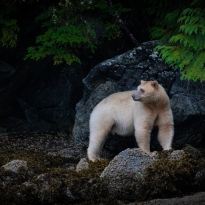 SPIRIT BEAR