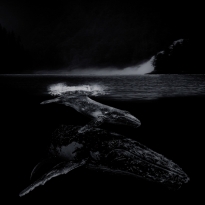 WHISPERS FROM WHALES