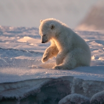 white bears of Svalbard