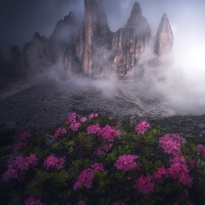 Red Flowering in the Fog
