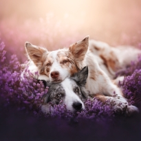 Fluffy pillow