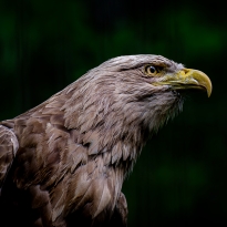 Golden eagle