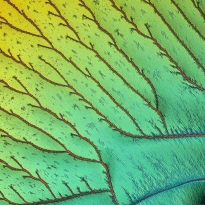 ASCORBIC ACID, INSIGHTS INTO THE HIDDEN WORLD OF MICROCRYSTALS IN POLARIZED LIGHT.