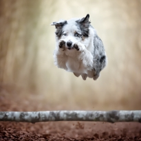 Jumps