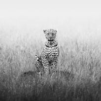 Wilderness Wanderers