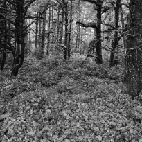 Coastal Forest