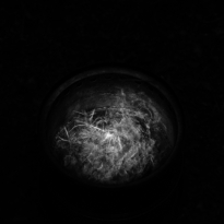 cosmos in a fire pit