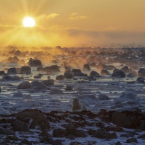 Polar Bear Sunrise