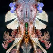 In my Surrealist Backyard...