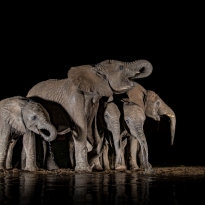 Group of elephants at the waterhole