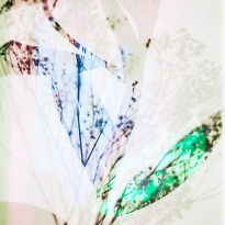 Fragility, strength and beauty