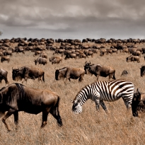 Dare to be different