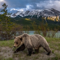 Grizzly Country