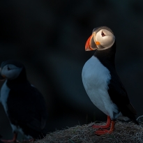Puffin Magic
