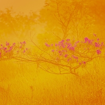 Golden Tree
