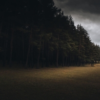 The  forest