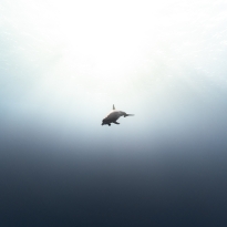 Solitude